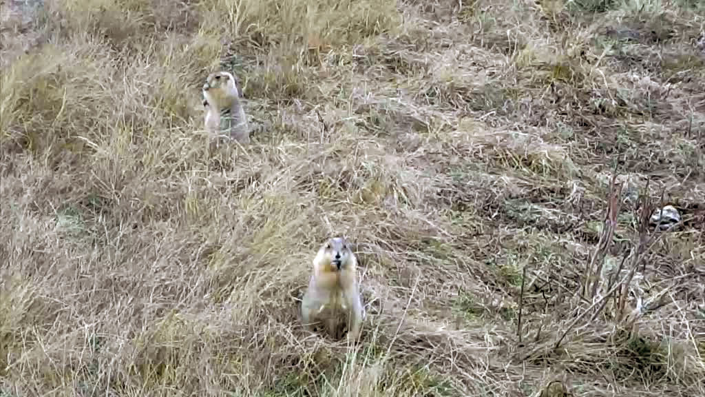 Prairie dogs caught on camera.