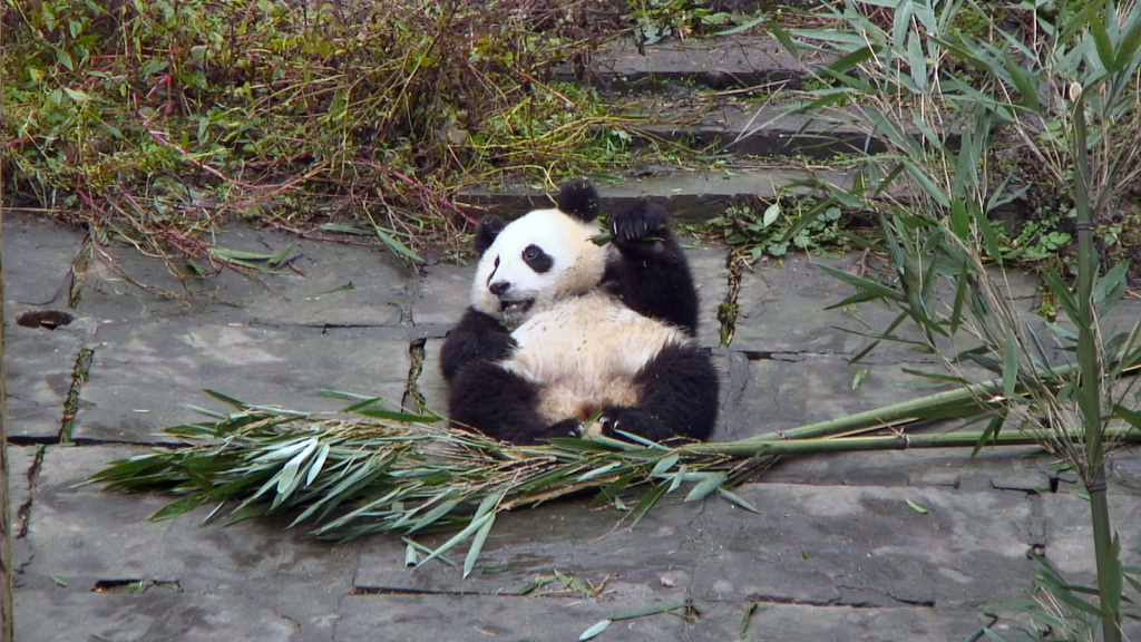 panda cub lying on back