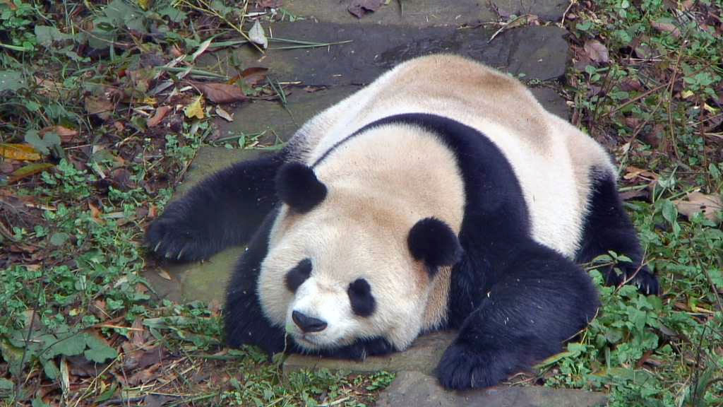 panda sleeping face down