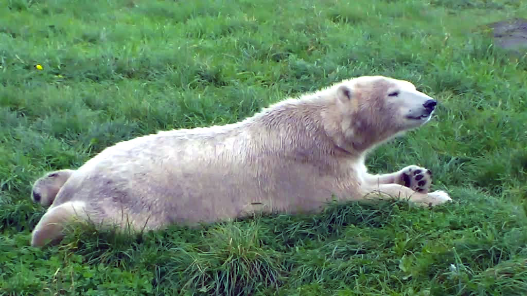 Just a polar bear relaxing in the plush grass