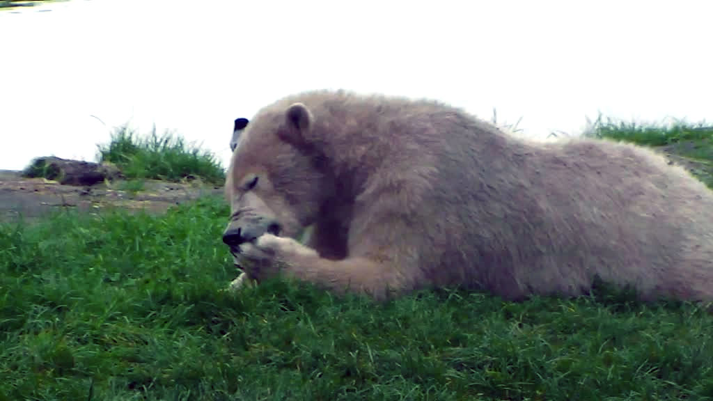 polar bear cleaning his paw