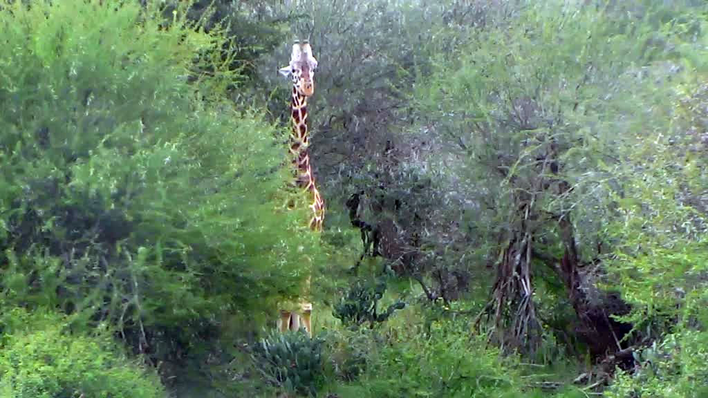 giraffe standing among trees