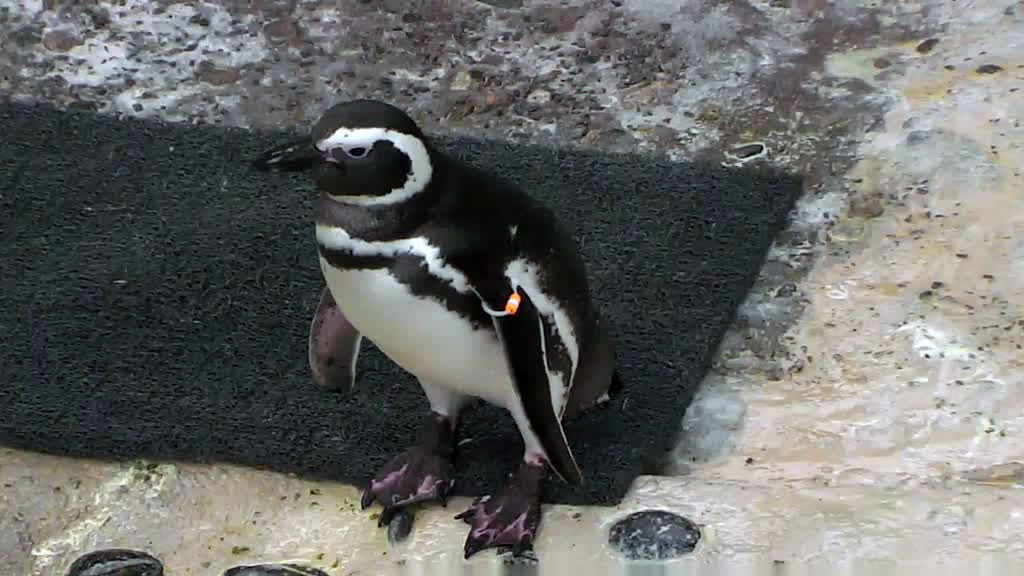 little banded penguin