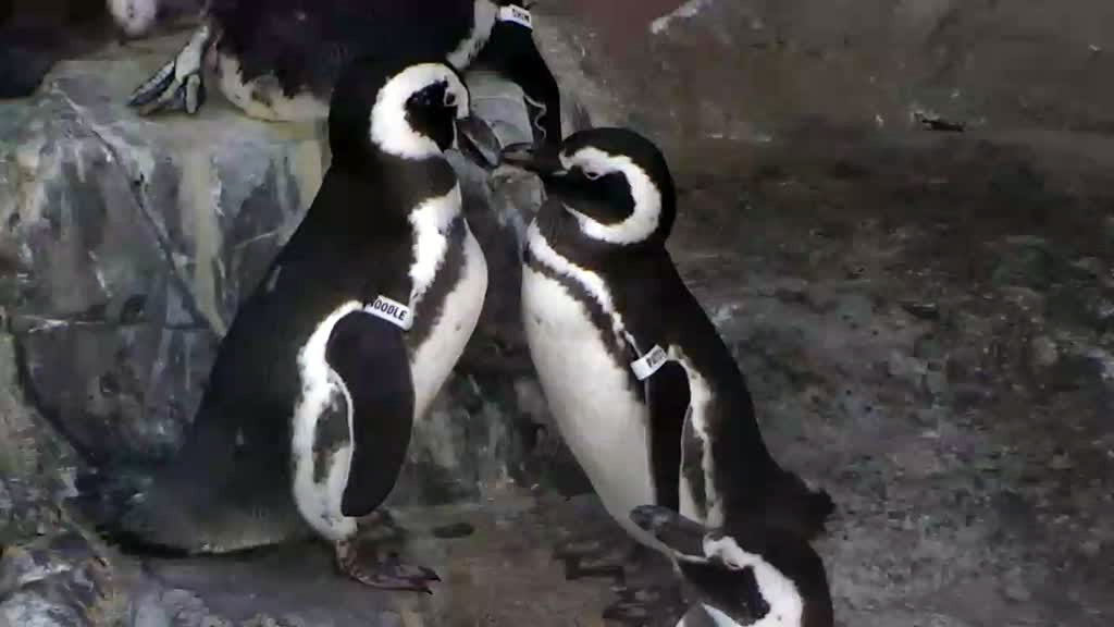 two kissing penguins