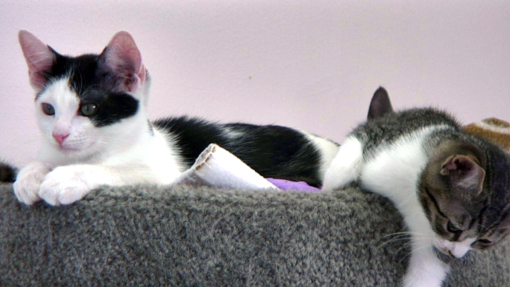two kittens in a cat tree