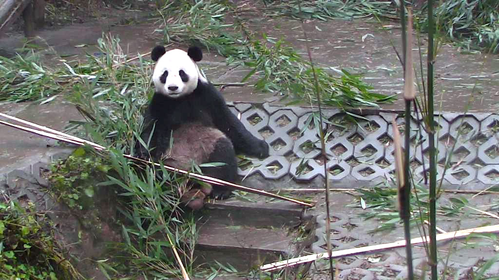 panda bear taking a break