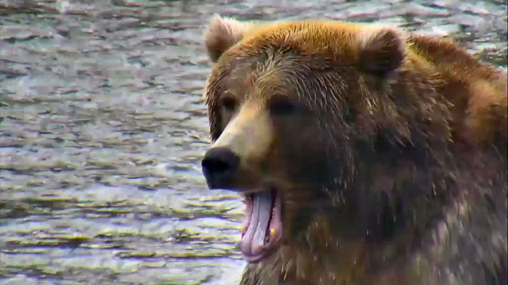 brown bear yawning