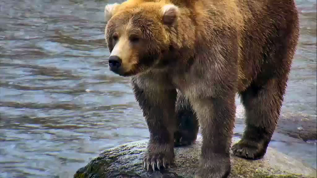 brown bear standing on a rock