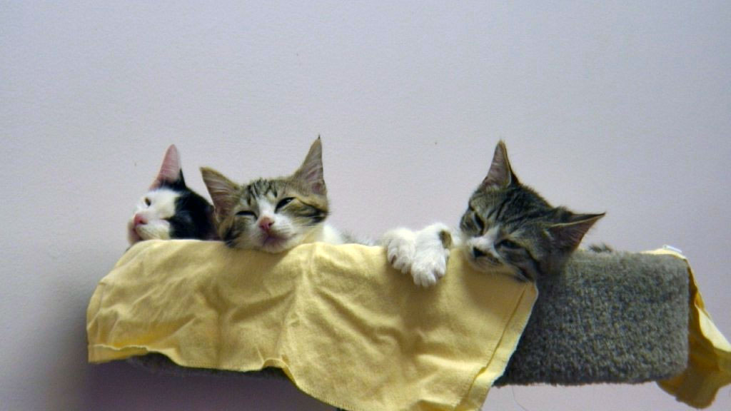 Three kittens in a cat tree. 