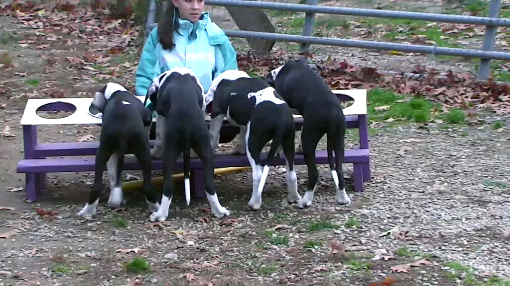 great dane service dog puppies eating