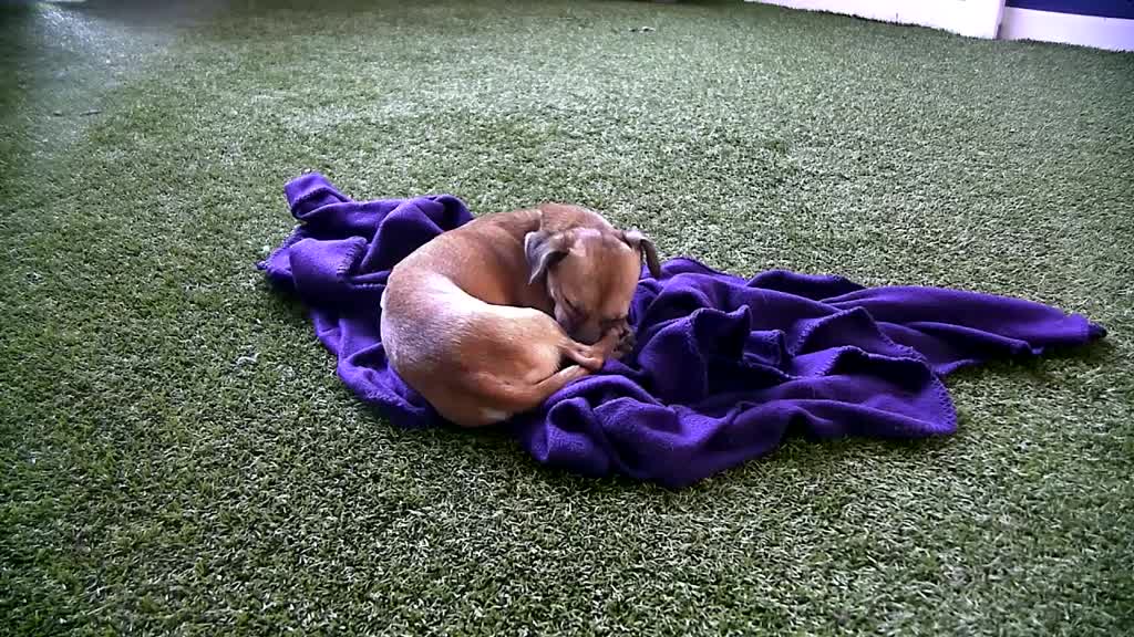 Little tan pup taking a nap.