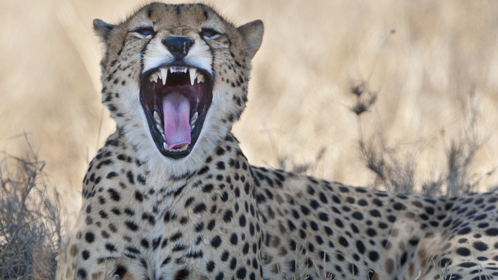 Cheetah, Photo by Mark Jones for Mpala Live