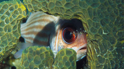 squirrelfish