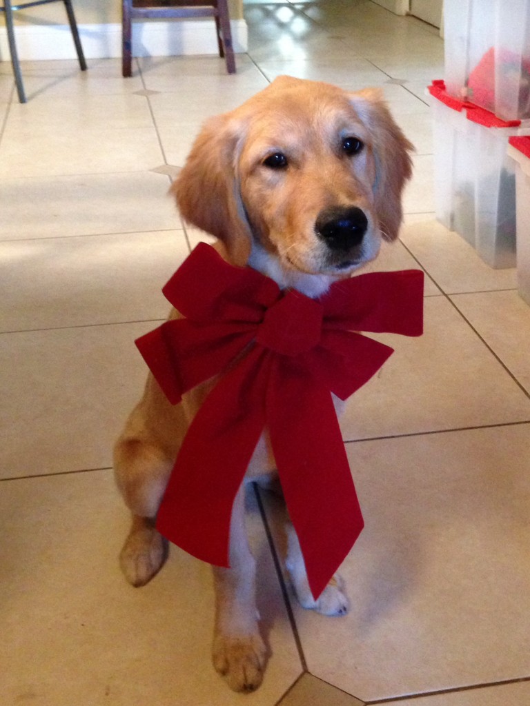 A bow for Bella.