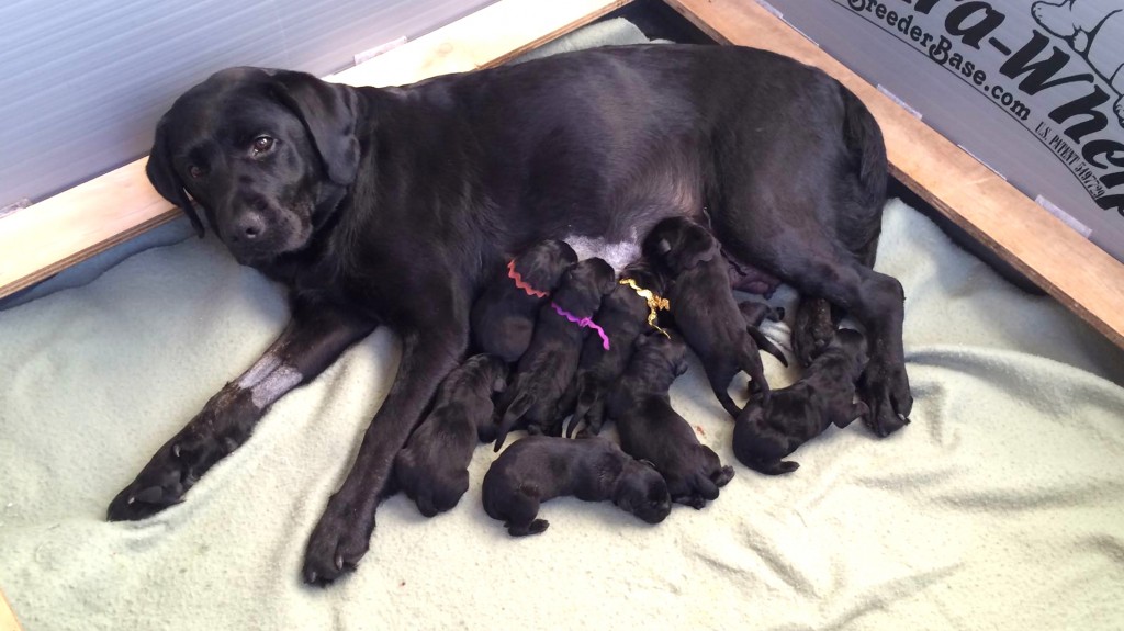 Anna and her 9 little Labs.