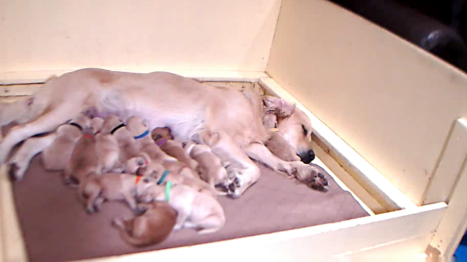 Emme's 13(!) new pups