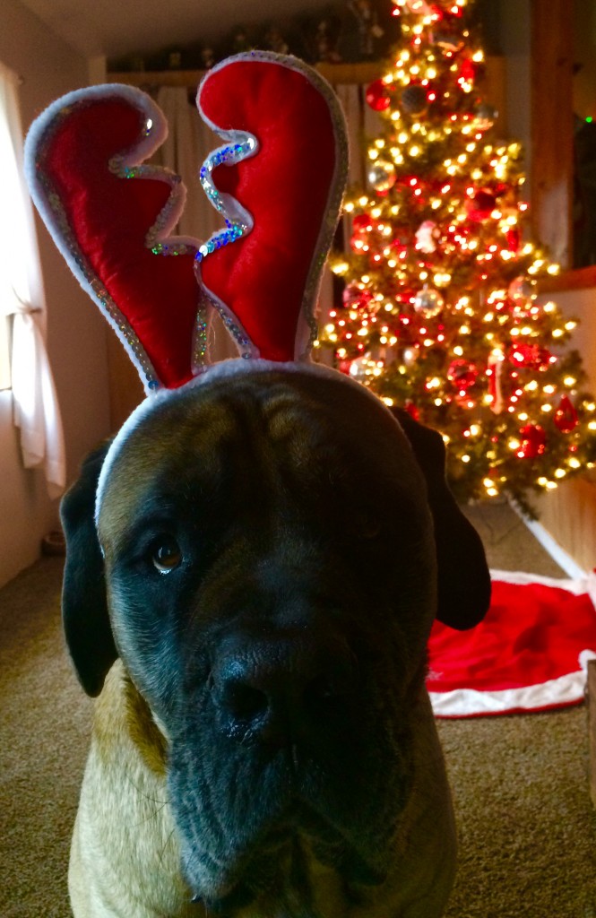 If Enzo the Mastiff walked on your roof, you may mistake him for a reindeer.