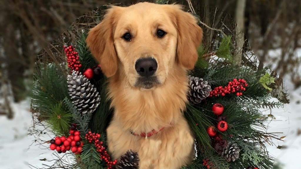 Griffin the Golden