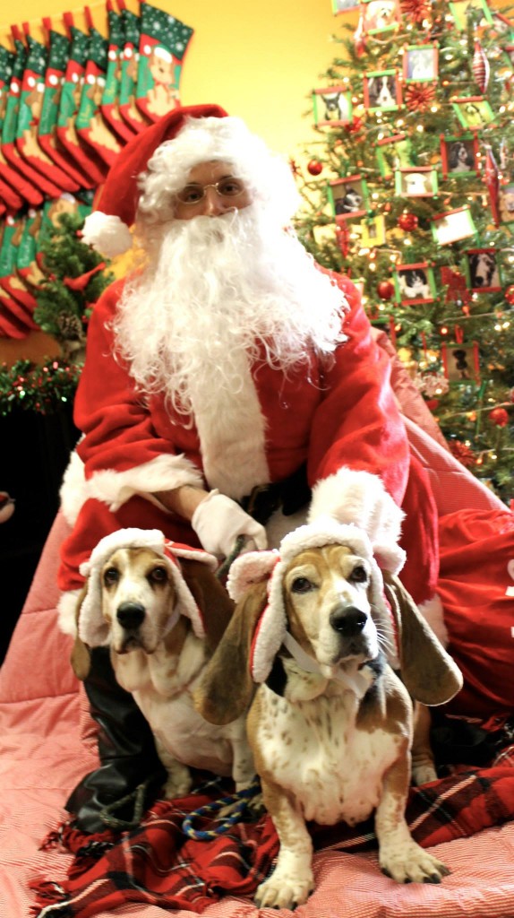 Jake and Toby - Basset Hounds and future reindeer