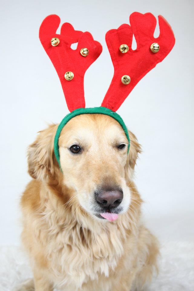 Teddy's tongue says "grinch" while the antlers say "jingle all the way!"