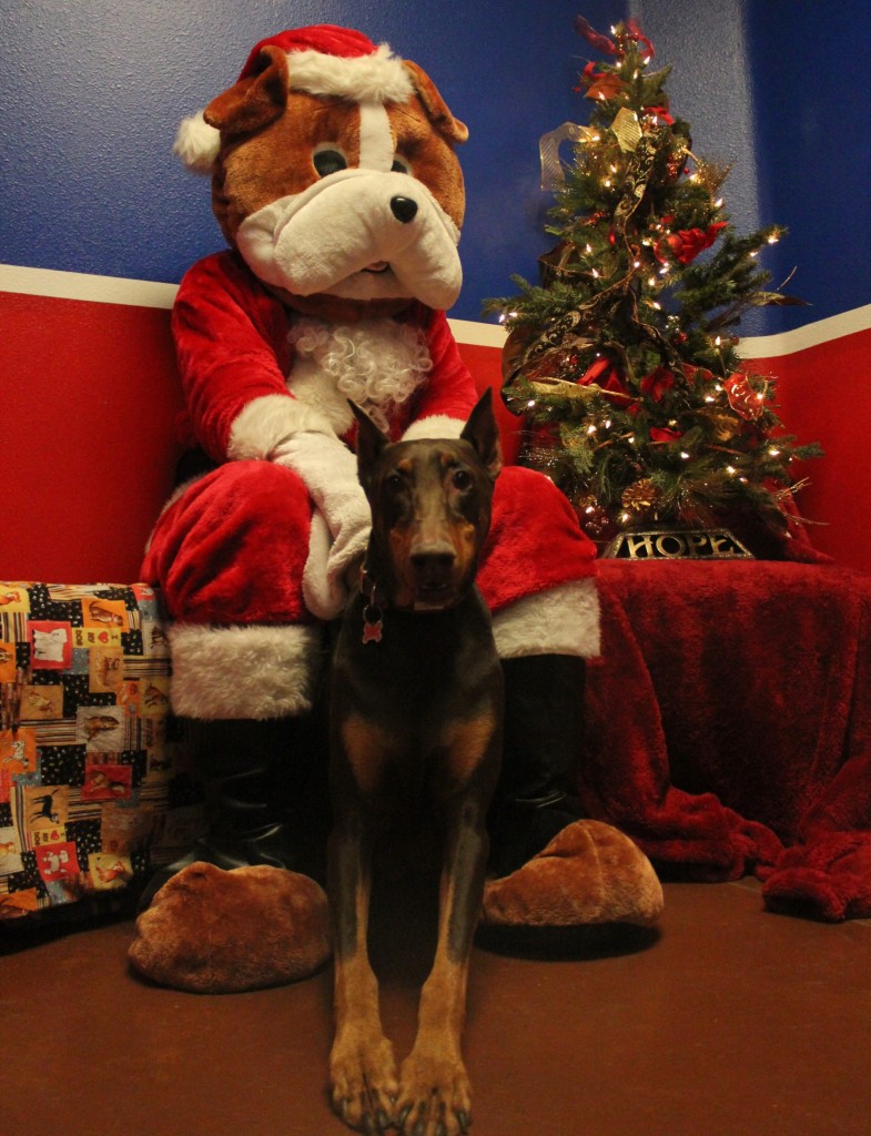 Tessa the Doberman with the one and only Santa Paws