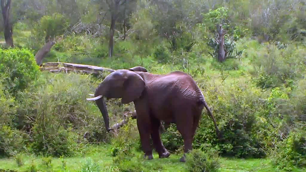 elephant standing in the brush