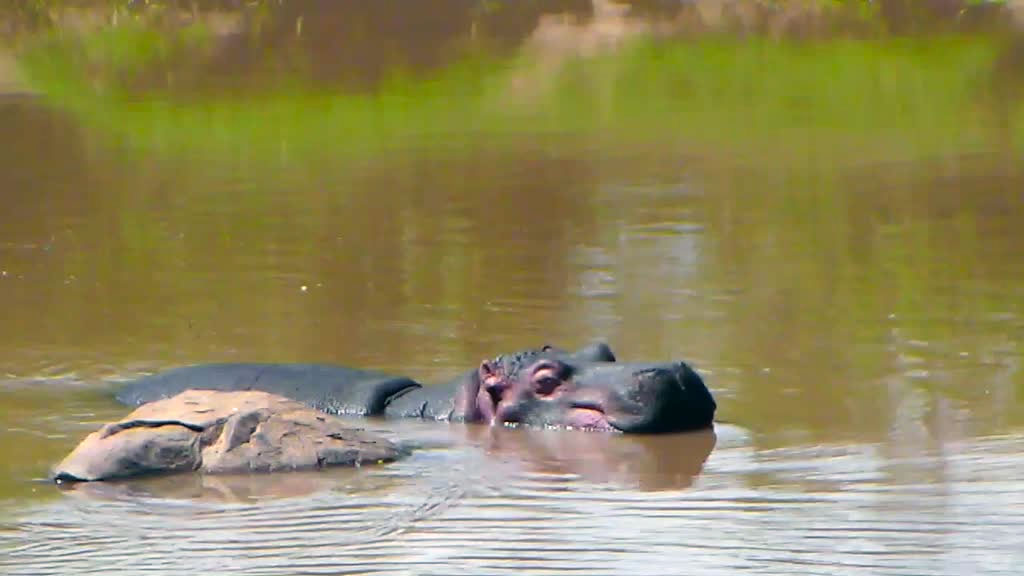 A hippo swimming alone