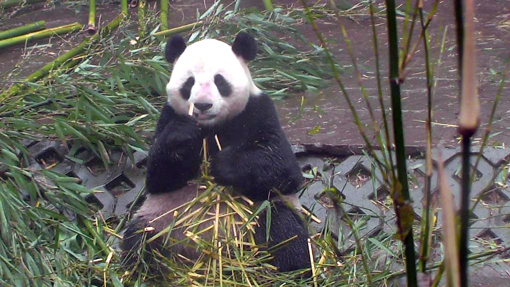 giant panda sitting and eating