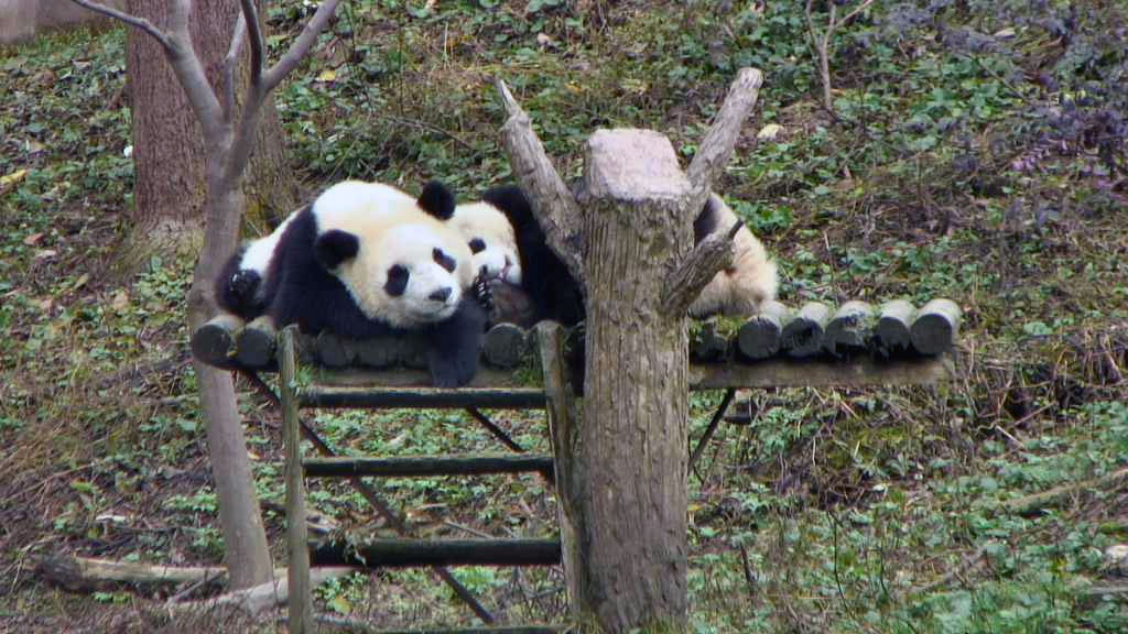 two pandas lying down and smiling