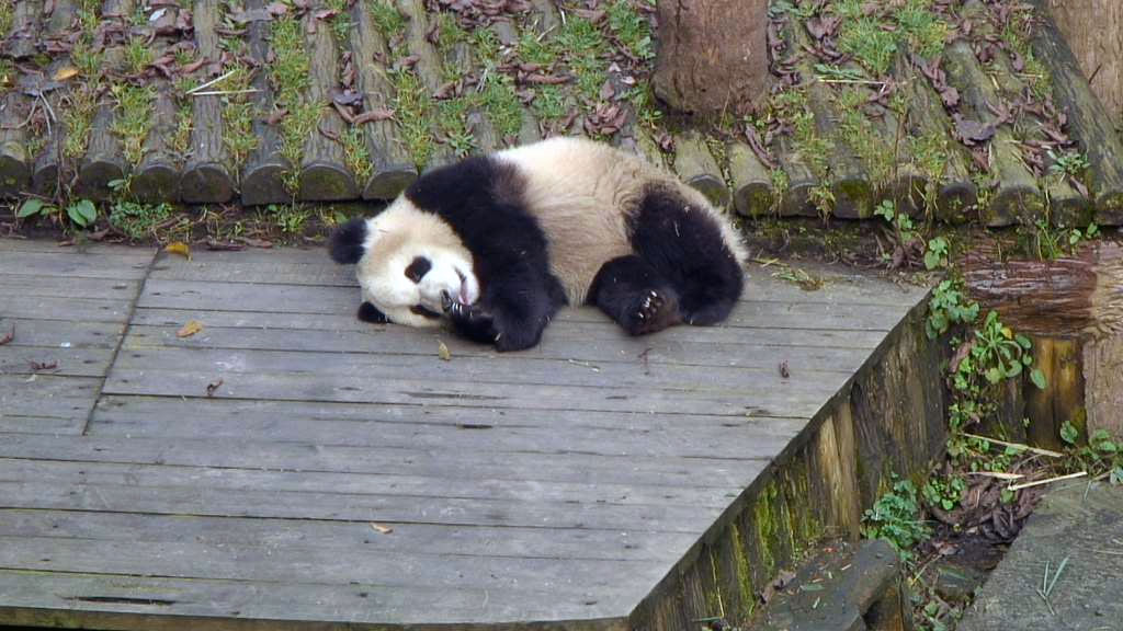 panda bear toddler napping