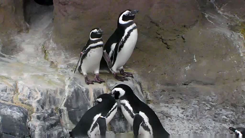 four penguins on rocks