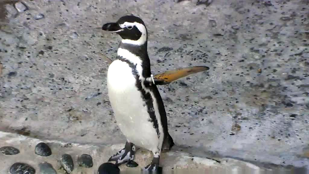 penguin flapping it's wings