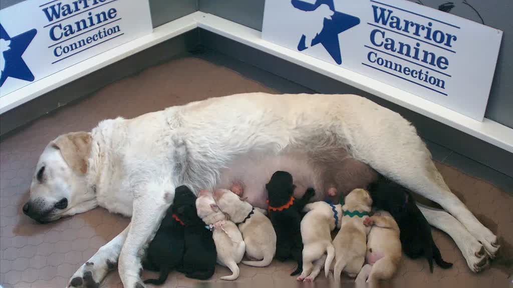 Olive and her 9 little Black and Yellow Labs