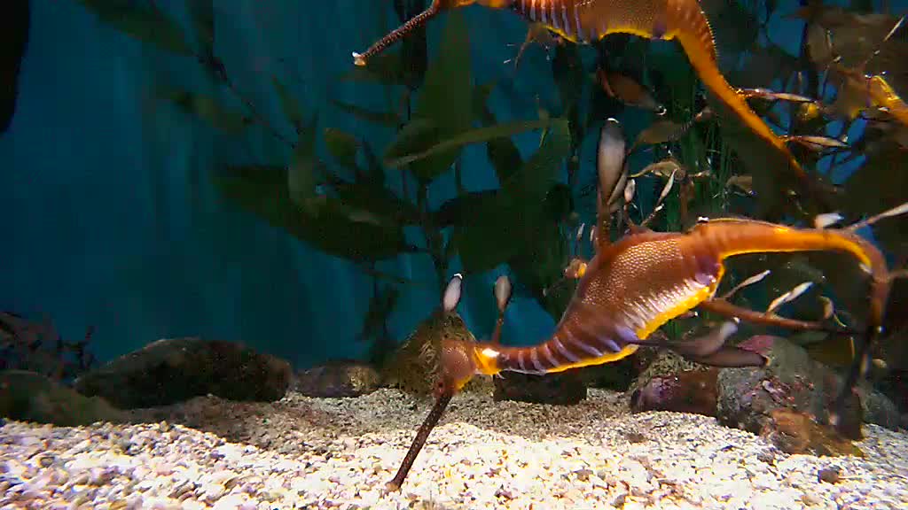 A sea dragon with its nose i the gravel.
