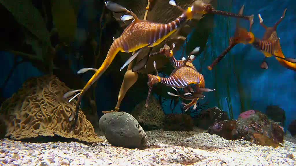 A group of sea dragons swimming together.