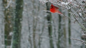 By U.S. Fish and Wildlife Service Headquarters (cardinal in snow  Uploaded by Dolovis) [CC-BY-2.0 (http://creativecommons.org/licenses/by/2.0)], via Wikimedia Commons
