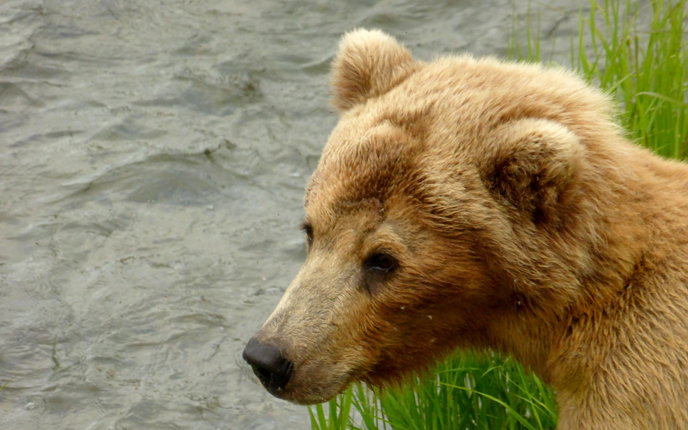 130 Tundra’s facial injury left a lasting scar above her left eye. NPS/M. Fitz.