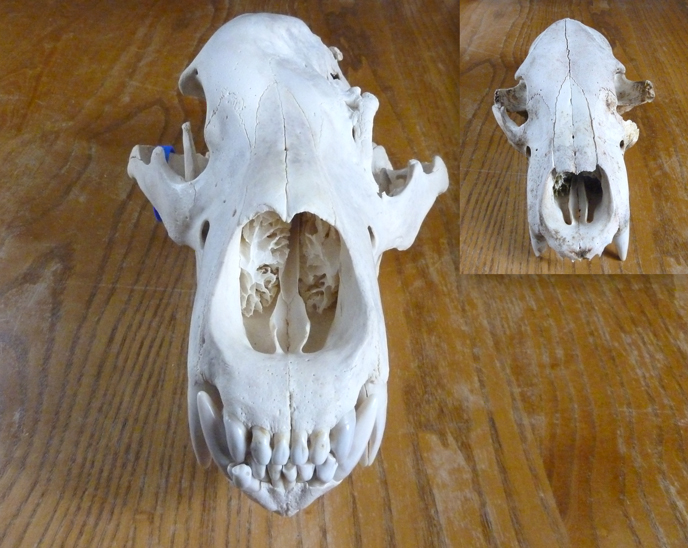 Compare 130 Tundra’s skull with a “normal” bear skull of equivalent size (inset). The left side of 130 Tundra’s skull is deformed. NPS photo.
