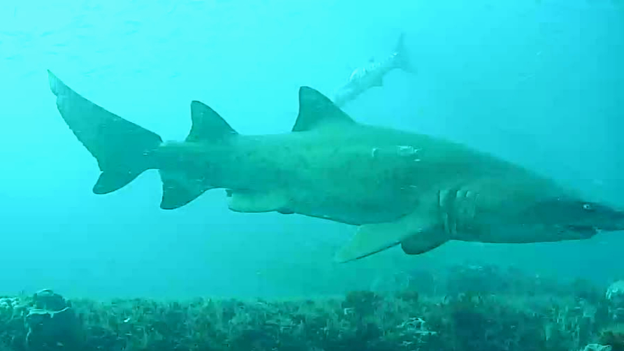 This shark is bright eyed and spiky tailed. 