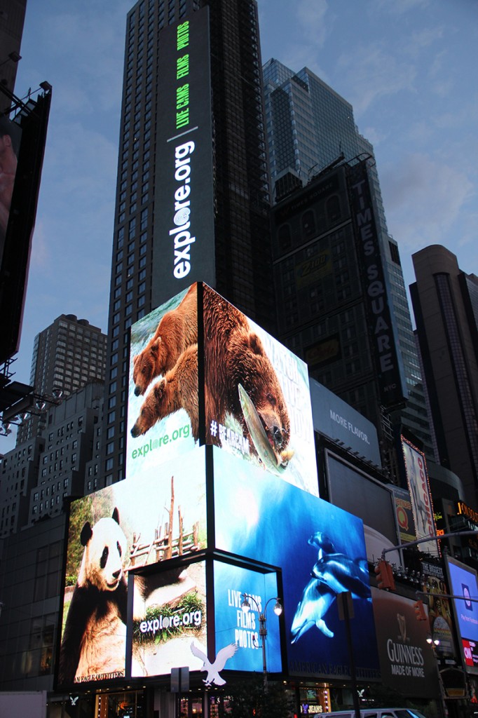 Explore.org and the #bearcam featured in Times Square