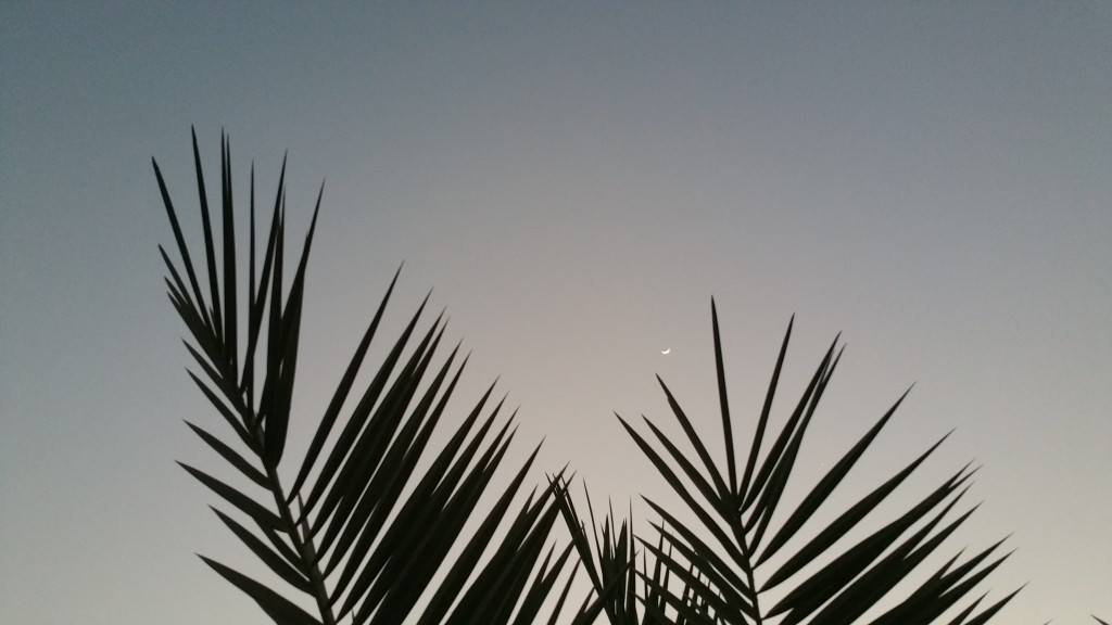 The Moon and Palms of Abu Dhabi by Mohamed Jaddawi
