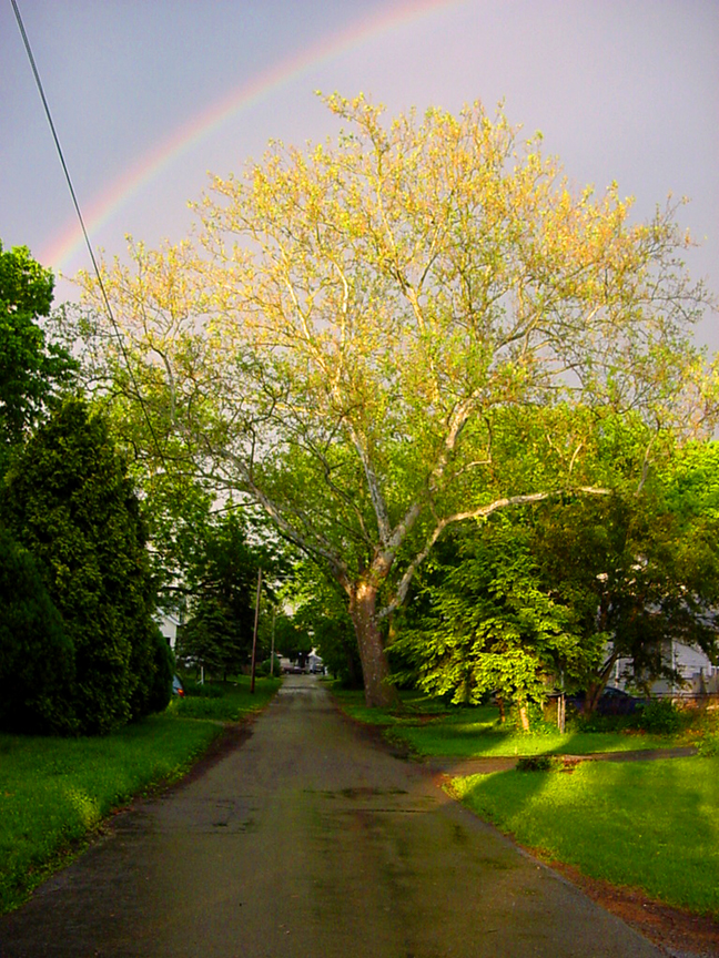 Rainbow Lane by Peggy Barry