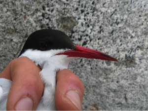 A senior Tern