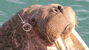Secret location of the walrus ear