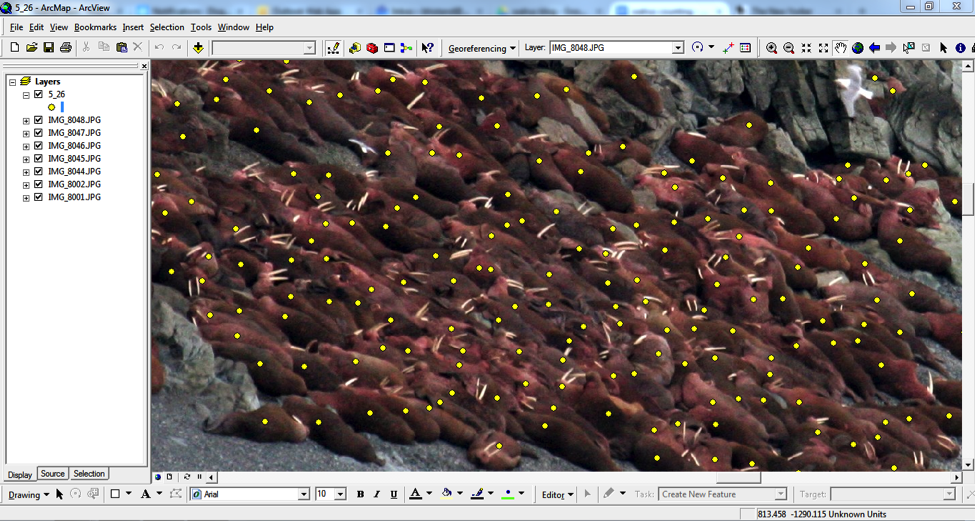 Walrus click mapping