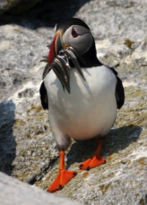 Puffin with Sand Lance