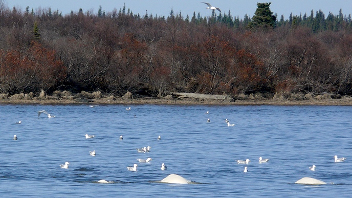 Beluga whales swim Naknek River