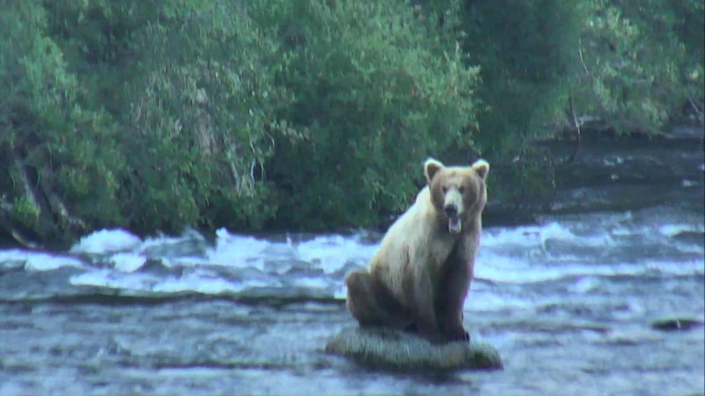 On the lookout for some yummy salmon! | Snapshot by Kazz