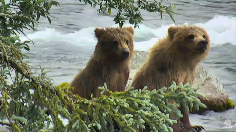 Waiting for mom to return with a salmon treat | Snapshot by Andy Ridder