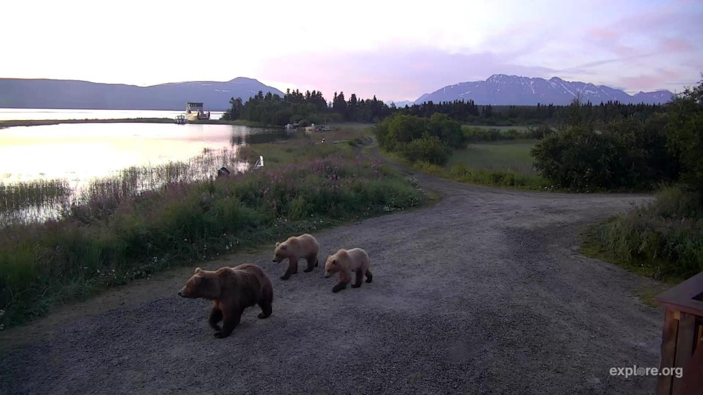 Beautiful image of mom and sweet little cubs | Snapshot by @OHaraAmber